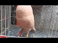 Recessive Yellow  Pigeon