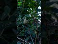 beautiful hummingbird 🐦 in chopta uttarakhand shorts viral birds