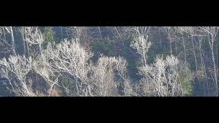 2021 video that National Aviary says shows ivory-billed woodpecker in flight