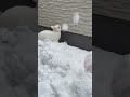 真っ白なうさぎと雪