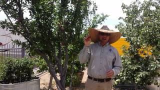 Civano Nursery - Santa Rosa Plum Tree