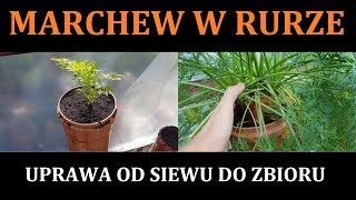 MARCHEW W RURZE I GRUNCIE - Siew, Sadzenie, Zbiór - UPRAWA