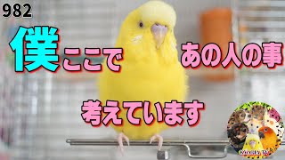 【お喋り】オカメインコを気にしすぎるセキセイインコ｜ルチノー・オス・ぴーちゃん動画982