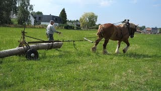 moving a tree trunk using a draft horse and a small log arch