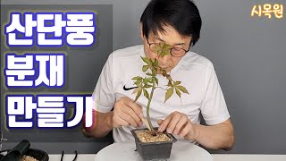 55 취미분재 실생목 3년생  산 단풍 소품 분재 만들기.           bonsai