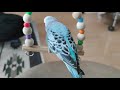 【セキセイインコ】久しぶりにブランコで遊ぶインコ♪ 1歳2か月