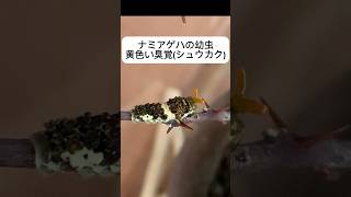 ナミアゲハの幼虫が音だけで臭覚(シュウカク)を出すことに気づいた！　#ナミアゲハ　#ナミアゲハの幼虫  #臭覚　#イモムシ @Msotachannel