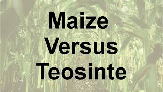 Comparing corn to teosinte