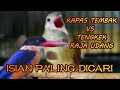 KAPAS TEMBAK VS TENGKEK RAJA UDANG |birds singing| |birds training|