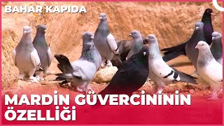 Dünyaca Meşhur Mardin Güvercinleri | Bahar Kapıda - Mardin/Midyat