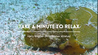 Take a Minute XLVIII: Hairy Frogfish (Antennarius striatus)