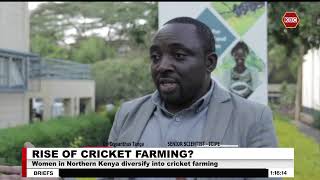 Women in Northern Kenya diversify into cricket farming