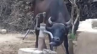 Highly Intelligent  Desi Cow By Earthy Tales