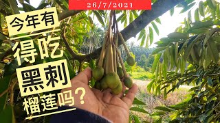 根本无法专注捡榴莲!捡着捡着怎么变巡园了? #榴莲 #猫山王榴莲 #榴莲种植｜Vlog288