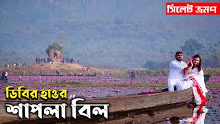 dibir haor sylhet | ডিবির হাওর সিলেট | ডিবির হাওর জৈন্তাপুর | Shapla Bil sylhet | সিলেট শাপলা বিল