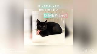 9/11譲渡会参加猫紹介