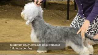 Dandie Dinmont Terrier