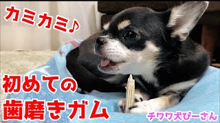 チワワが歯磨きガム🦷に初挑戦♪噛んだらあまりの美味しさに豹変🤣大喜びの愛犬ぴーさんww