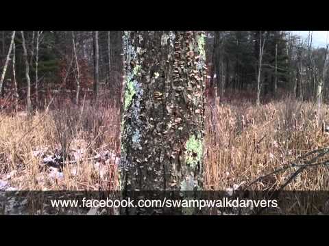 Tree fungus Is Pretty But Not For The Tree Tree fungus Is Pretty But Not For The Tree
