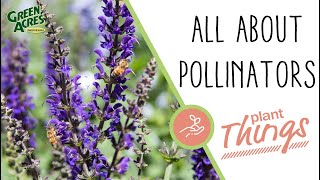 All About Pollinators (How To Attract Pollinators)