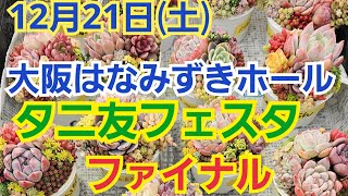 【多肉植物】【タニ友フェスタ】12月21日(土)‼️大阪はなみずきホール❕タニ友フェスタファイナル‼️2024年12月18日