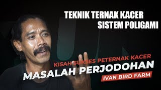 Cara Ternak Kacer Poligami Yang Lebih Menguntungkan