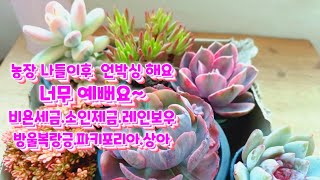 succulent plant. 농장 나들이 후 언박싱해요 ㅎ 방울복랑금, 소인제금, 레인보우, 비욘세금등 가격도 착한 아이들이었어요