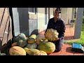 local farmer welcomes pumpkin harvest