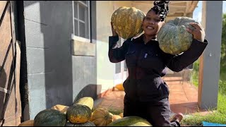 Local farmer welcomes pumpkin harvest