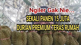 DURIAN PREMIUM TERAS RUMAH || CEPAT KAYA KARENA BUAH DURIAN || DURIAN HASILKAN CUAN