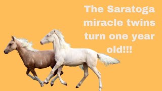 The miracle Saratoga horse twins turn one year old!