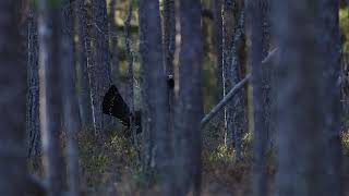 Tjäderspel i morgonljus