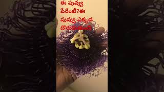 ఈ పువ్వు పేరేంటో మీకు తెలుసా? #flowers #plants #gardening #nature #passionflower #krishnakamalam