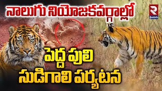 పెద్ద పులి సుడిగాలి పర్యటన | Tiger Halchal In Srikakulam | @rtvsrikakulam