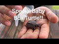 Special Baby Box Turtle