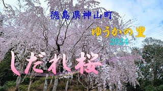 徳島県神山町「ゆうかの里」～4K～