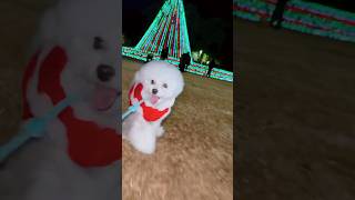 埼玉スタジアムのわんこのフェス行ってきたよ🎄🐶🐾 パパは電話しながらウロウロする癖あるから迷子になったよ🐶😅#イルミネーション #犬のいる生活 #トイプードル  #もふもふ犬 #いっぬとっく