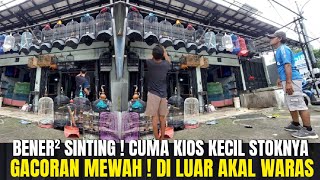 BENER² SINTING ! DI LUAR AKAL WARAS STOK BURUNG DI KIOS KECIL INI ! SEMUA GACOR DOR PANTES DI CARI