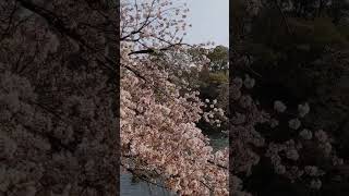 井の頭公園で散り際の桜