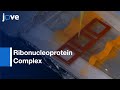 Ribonucleoprotein Complex Assembly Detection by PLA | Protocol Preview