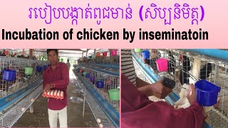 របៀបបង្កាត់ពូជមាន់(សិប្បនិមិត្ត) incubation of chicken by  insemination