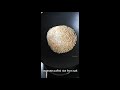 how to make puffed rice at home semi brown puffed rice without oil and sand