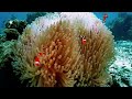 diving visayan islands sulu sea philippines on infiniti liveaboard.