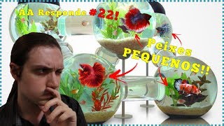 Peixes que podemos ter em um aquário de até 10 LITROS! - AA responde #22