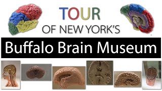 Buffalo Brain Museum Tour 7/9/22