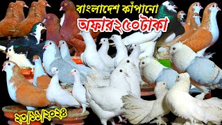 বাংলাদেশ কাঁপানো অফার লুফে নিন ২ মাদি ৫০০ টাকা সবচেয়ে কমদামে কবুতর কিনুন kobutor premi rasel