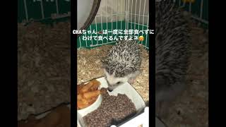 ハリネズミ🦔 CHAちゃん‼️モーニングルーティーン