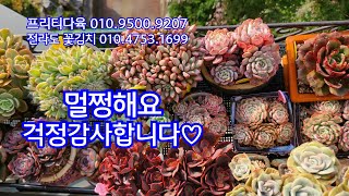 23.10.27.우박맞고도 괜챦아요 ~~프리티우먼 걸이대