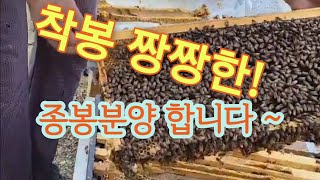 ((판매완료))경북 의성에서 7매이상벌 80군 분양합니다