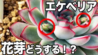 エケベリアから花が咲いてきた！！これどうすればいいの？管理の仕方や長く楽しみたいか必見！！エケベリアの花の管理について！！